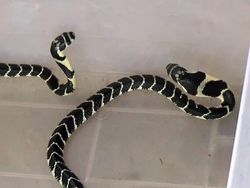 Ngeri! 2 Anak Ular King Kobra di Mamasa Masuk Rumah Warga