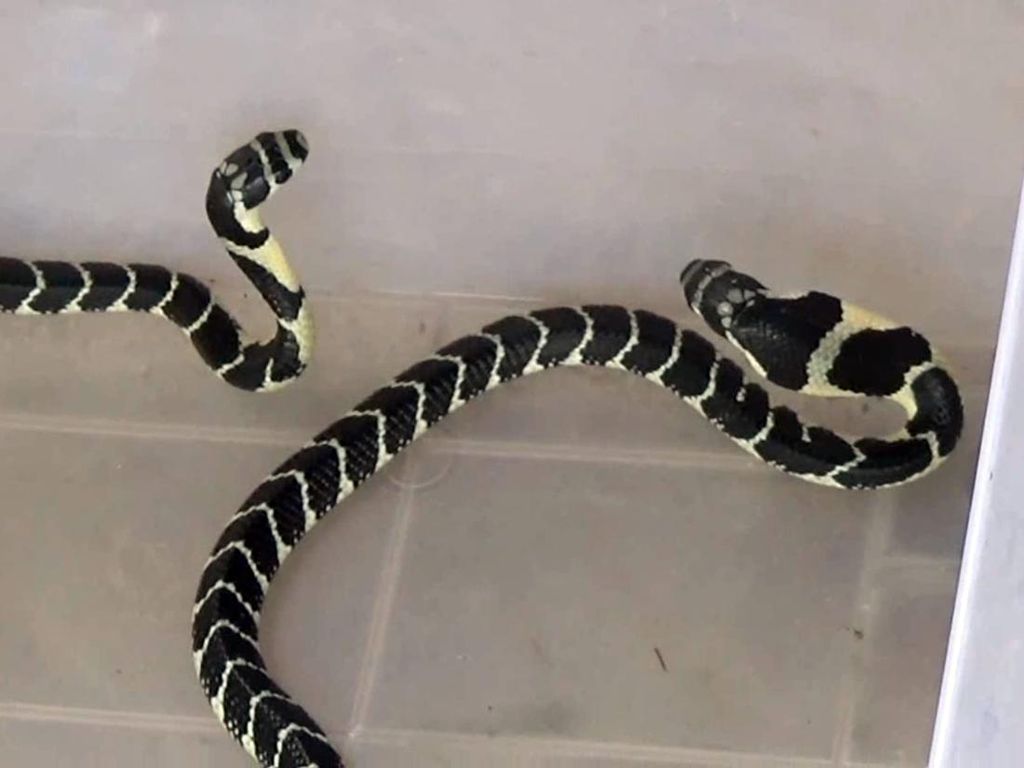 Ngeri Cerita Pemuda Mamasa Tangkap Ular di Dapur Ternyata King Cobra Ngeri Cerita Pemuda Mamasa Tangkap Ular di Dapur Ternyata King Cobra