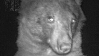 Beruang Liar Selfie Mania di Hutan... Fotonya Ada 400 Jepretan