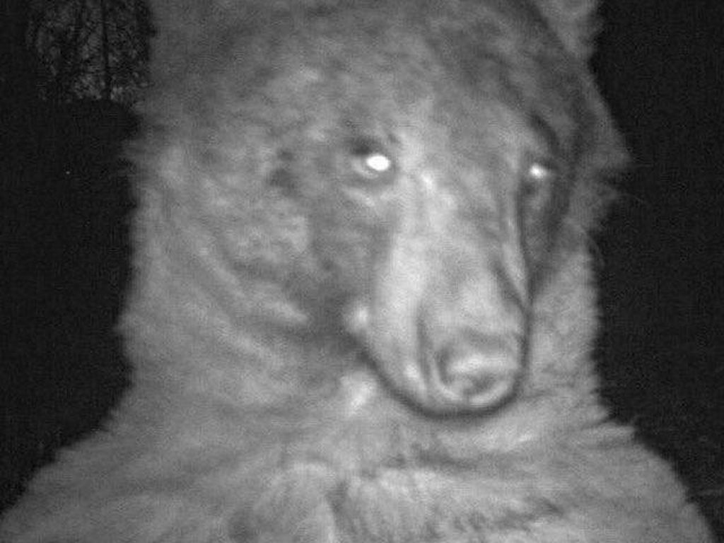 Gemasnya Beruang Liar di Depan Kamera, Selfie Hingga 400 Foto