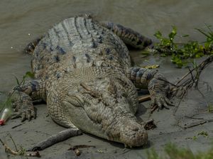 Penampakan Buaya Liar di Sungai Palu yang Resahkan Warga