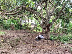 Bikin Geger, Bule Tergeletak di Kandang Sapi