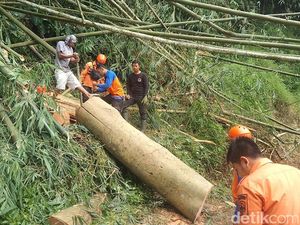 Pohon Ratusan Tahun di Majalengka Tiba-tiba Tumbang! Pohon Ratusan Tahun di Majalengka Tiba-tiba Tumbang!