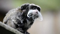 Nekat! Pria AS Ini Curi 2 Monyet di Kebun Binatang Dallas