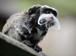 Nekat! Pria AS Ini Curi 2 Monyet di Kebun Binatang Dallas