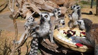 Gaya Lemur Ekor Cincin Saat Menyantap Makanan di Kebun Binatang Yunnan