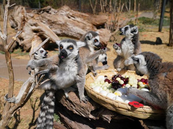 Gaya Lemur Ekor Cincin Saat Menyantap Makanan di Kebun Binatang Yunnan