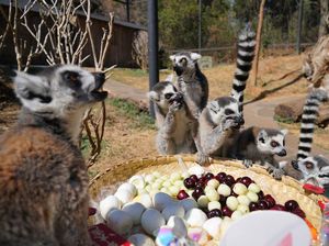 Mengenal Karakteristik Lemur, Habitat Asli, Makanan, dan Kehidupan Uniknya