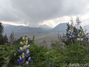 Aktivitas Kawah Gunung Bromo Meningkat, Wisatawan Dilarang Mendekat! Aktivitas Kawah Gunung Bromo Meningkat, Wisatawan Dilarang Mendekat!