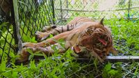 Penampakan Harimau Sumatera Masuk Perangkap di Aceh