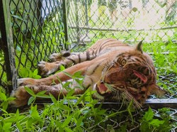 Harimau Sumatera Mati Terjerat di Agam Sumbar