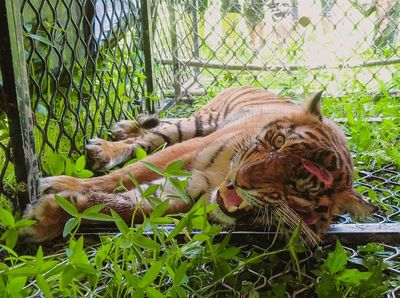 Penampakan Harimau Sumatera Masuk Perangkap di Aceh