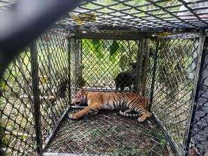Harimau yang Terkam 3 Petani Aceh Selatan Ditangkap