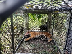 Harimau yang Terkam 3 Petani Aceh Selatan Ditangkap