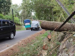 Pengendara Motor Tewas Tertimpa Pohon Pinus di Lembang