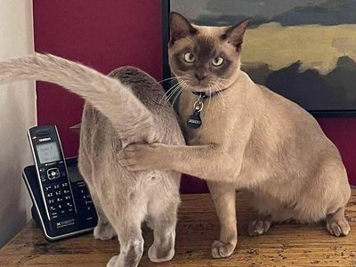 10 Foto Kocak yang Bikin Kalian Ngakak