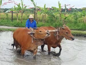 Sapi, Mesin, dan Imajinasi Petani Masa Kini Sapi, Mesin, dan Imajinasi Petani Masa Kini