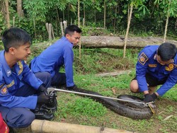 Damkar Evakuasi Ular Sanca 4 Meter yang Berkeliaran di Perumahan Tangerang