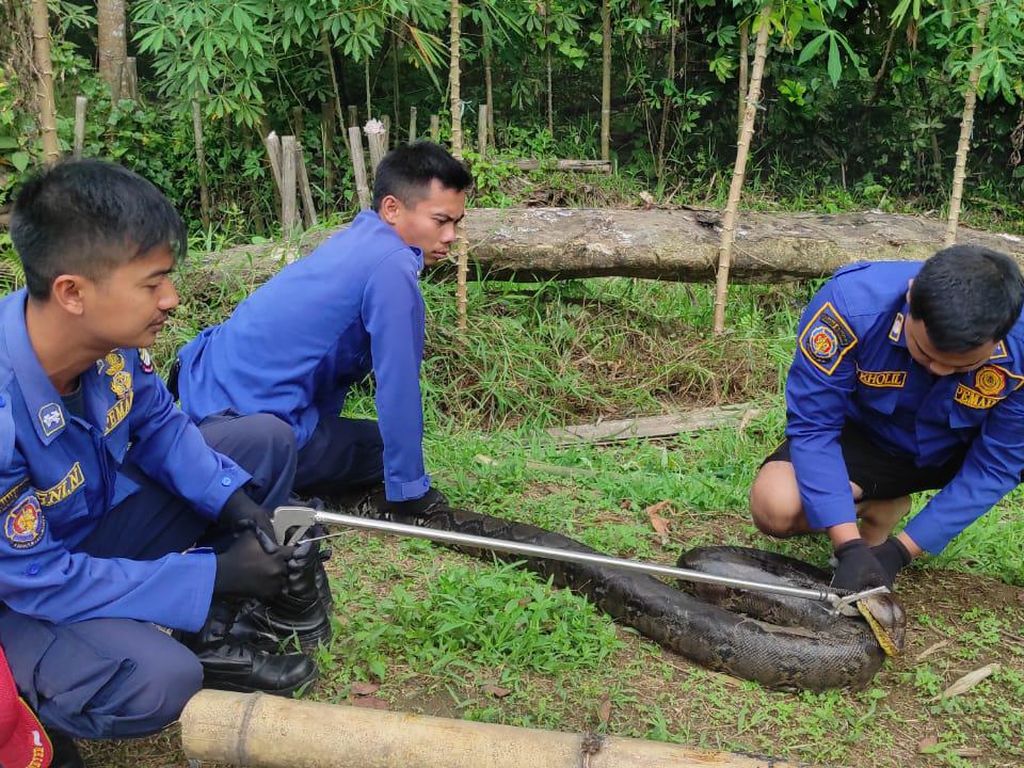 Damkar Evakuasi Ular Sanca 4 Meter yang Berkeliaran di Perumahan Tangerang Damkar Evakuasi Ular Sanca 4 Meter yang Berkeliaran di Perumahan Tangerang