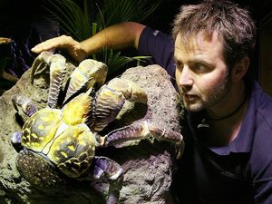 Hati-Hati Gaes! Kepiting Ini Gigitannya Setara dengan Buaya Lho