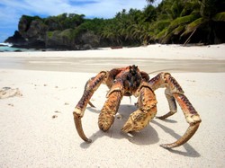 Peneliti Sebut Hewan Terus Berevolusi Menjadi Kepiting, Mengapa Bisa?