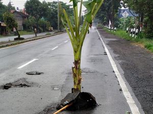 Bikin Korban Berjatuhan, Lubang Jalan Jogja-Solo Ditanami Pohon Pisang