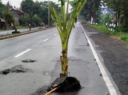 Bikin Korban Berjatuhan, Lubang Jalan Jogja-Solo Ditanami Pohon Pisang