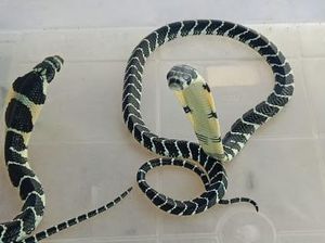 Pria Mamasa Berani Tangkap Ular di Dapur karena Dikira Bukan King Kobra