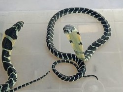 Pria Mamasa Berani Tangkap Ular di Dapur karena Dikira Bukan King Kobra