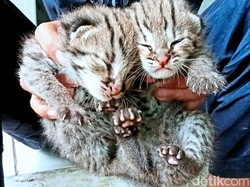 Dua Bayi Kucing Hutan Mungil Ditemukan di Rumpun Bambu Sanggabuana