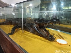 Misteri Dua Ekor Buaya Jelmaan Manusia di Museum Tuah Himba Tenggarong