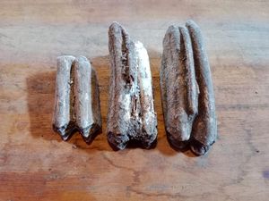 Sumur Kuno 8-10 M Klaten Selesai Digali, Ditemukan Fosil-Ratusan Manik