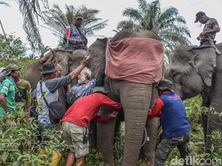 Cegah Konflik di Masyarakat, 3 Gajah Liar di Riau Dipasang GPS