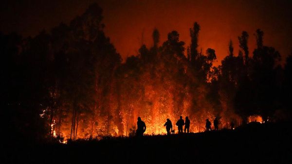 Hutan di Chile Membara Terbakar Angin Panas