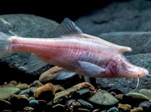 Ikan Aneh Mirip Unicorn Ditemukan Dalam Gua di China