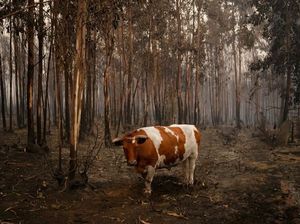 Kasihan, Hewan-hewan Ini Jadi Korban Kebakaran Hutan di Chile