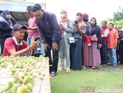 Panen Kurma Muda, Warga Ponorogo Bagikan untuk Pasutri Program Hamil