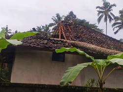 Puluhan Pohon Tumbang-2 Orang Terluka karena Angin Kencang