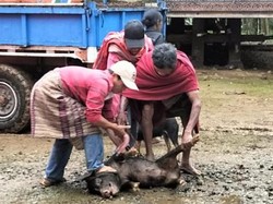 Korban Longsor Torut Gelar Ritual Potong Babi yang Dipercaya Tolak Bencana