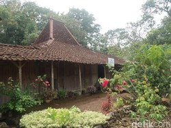 Mengunjungi Joglo Kuno di Gunungkidul yang Usianya 2,5 Abad!