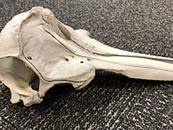 Tas Penumpang Diperiksa Petugas Bandara, Isinya Tengkorak Lumba-lumba