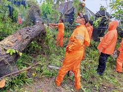 Pohon Asam Ratusan Tahun Tumbang Tutup Akses ke Canggu