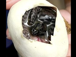 Langka Banget! Wujud Sanca Karpet yang Alami Kembar Siam