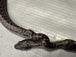 Nasib Tragis Ular Langka Berkepala Dua