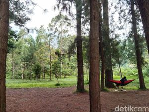 Wisata Hutan Pinus Panten Argalingga Majalengka yang Instagramable