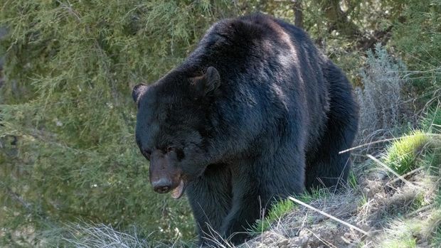 Large male Black Bear in Yellowstone National Park forest in Wyoming near Montana in the United States of America (USA). Nearby communities are Mammoth, Gardiner and Cooke City, Montana. Fly in cities are Denver, Colorado, Salt Lake City, Utah, Bozeman and Billings, Montana, and Jackson, Wyoming.