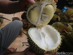 Istimewa! Durian Cluwak Khas Pati Bisa Laku 600 Buah per Hari