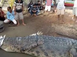 Warga Sumbar Tangkap Buaya Sepanjang 5 Meter