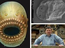 Ilmuwan Temukan Fosil yang Diduga sebagai Leluhur Tertua Manusia