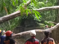 Hujan Disertai Angin Tumbangkan Pohon di Sejumlah Wilayah di Klaten